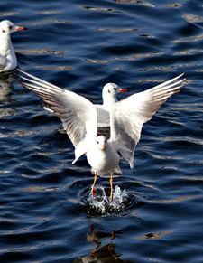 天津海鸥爆料视频曝光是真的吗,天津海鸥爆料视频真实性揭秘  第1张